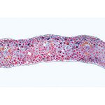 Angiospermae I. Gymnospermae - French
