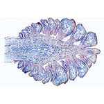 Angiospermae I. Gymnospermae - French