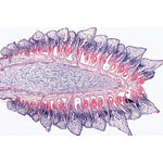 Angiospermae I. Gymnospermae - French