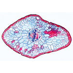 Angiospermae I. Gymnospermae - French
