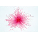 Angiospermae II. Cells and Tissues - French