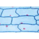 Angiospermae II. Cells and Tissues - Spanish