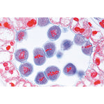 Angiospermae II. Cells and Tissues - Spanish