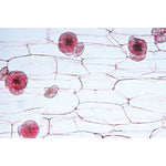 Angiospermae II. Cells and Tissues - Spanish