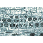 Angiospermae II. Cells and Tissues - Spanish