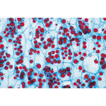 Angiospermae II. Cells and Tissues - German Slides