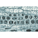 Angiospermae II. Cells and Tissues - German Slides