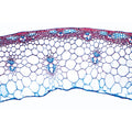 Angiospermae IV. Stems - French