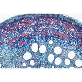 Angiospermae IV. Stems - Spanish