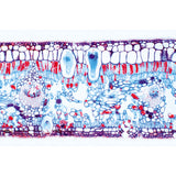 Angiospermae V. Leafs - French