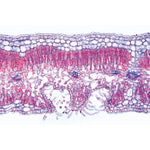Angiospermae V. Leafs - Portuguese Slides