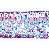 Angiospermae V. Leafs - Portuguese Slides