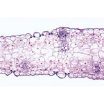 Angiospermae V. Leafs - Spanish