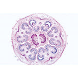 Angiospermae VI. Flowers - French