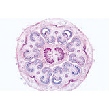 Angiospermae VI. Flowers - Spanish