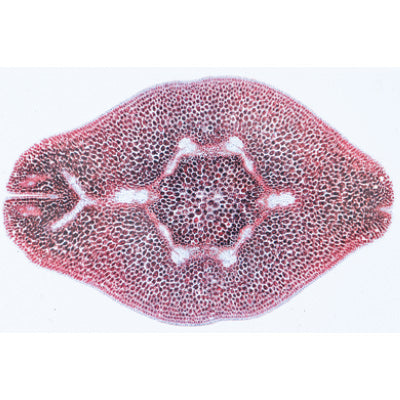 Angiospermae VII. Fruits and Seeds - French