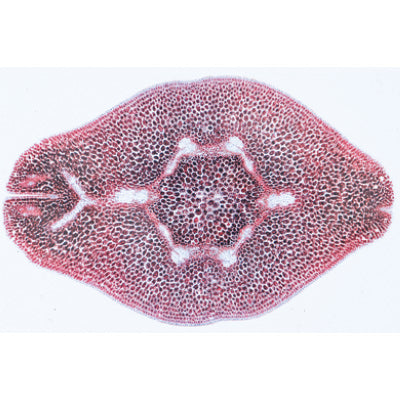 Angiospermae VII. Fruits and Seeds - Spanish