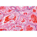The Animal Cell - French