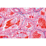 The Animal Cell - French