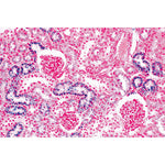 The Animal Cell - French
