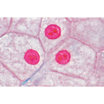 The Animal Cell - French