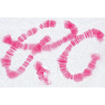 The Animal Cell - French