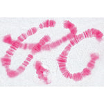 The Animal Cell - Spanish