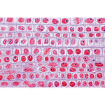 Plant Cell - French