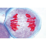 Plant Cell - Spanish