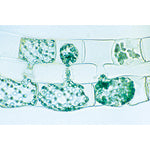 Plant Cell - Spanish