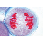 Plant Cell - German Slides