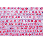 Plant Cell - German Slides