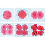 Set of Genetic Slides - Spanish