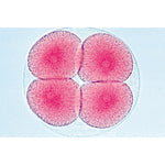 Sea Urchin Emryology (Psammechinus miliaris) - Portuguese Slides