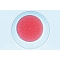 Sea Urchin Embryology (Psammenchinus miliaris) - Spanish