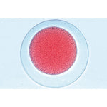 Sea Urchin Embryology (Psammenchinus miliaris) - Spanish