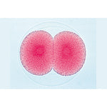 Sea Urchin Embryology (Psammenchinus miliaris) - Spanish