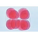 Sea Urchin Embryology (Psammenchinus miliaris) - Spanish