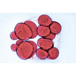 Sea Urchin Embryology (Psammenchinus miliaris) - Spanish
