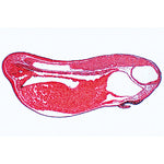 Frog Embryology (Rana) - French