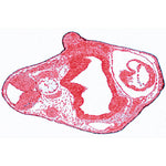 Frog Embryology (Rana) - Portuguese Slides