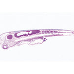 Chicken Embryology (Gallus domesticus) - French