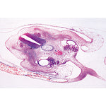 Chicken Embryology (Gallus domesticus) - French