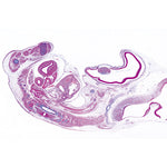 Chicken Embryology (Gallus domesticus) - French