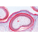 Chicken Embryology (Gallus domesticus) - French