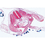 Chicken Embryology (Gallus domesticus) - Portuguese Slides
