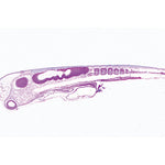 Chicken Embryology (Gallus domesticus) - Spanish