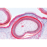 Chicken Embryology (Gallus domesticus) - Spanish