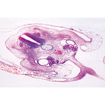 Chicken Embryology (Gallus domesticus) - German Slides
