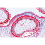 Chicken Embryology (Gallus domesticus) - German Slides